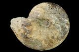 Cretaceous Fossil Ammonite (Placenticeras) - Texas #157233-1